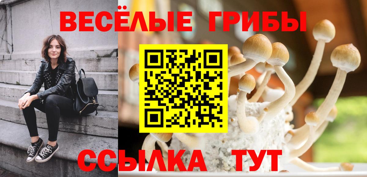 Псилоцибиновые грибы Psilocybe Коряжма